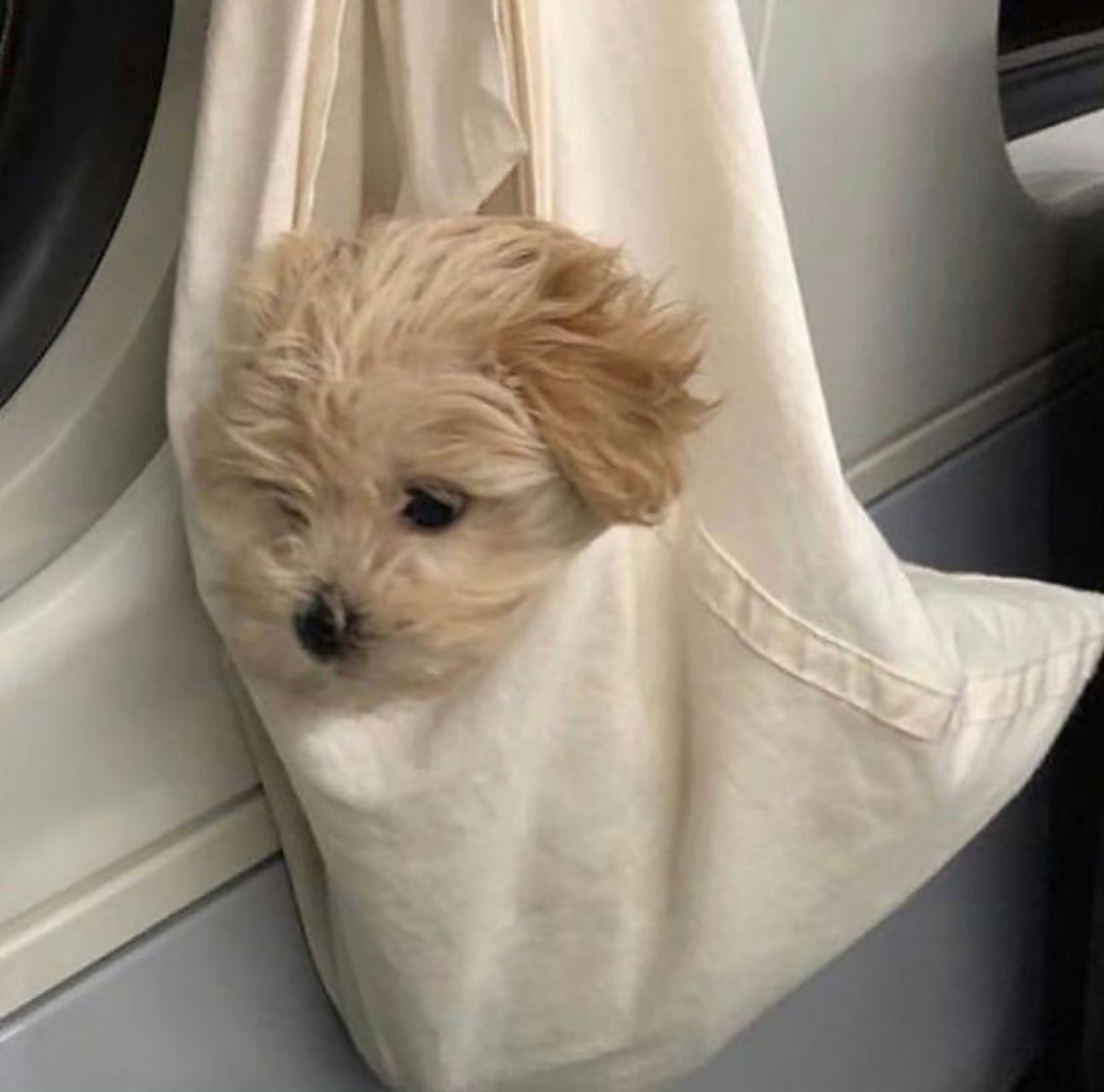 裝在袋子里的小狗 寵物服務的便利與責任