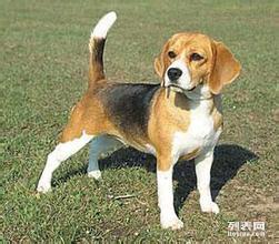 白廣路長期提供養老服務、托管終身寄養與寵物接送 北京寵物服務與互聯網數據服務的融合新篇章